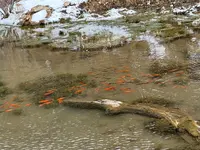 Goldfish at Boriana Mine.webp