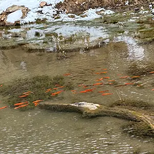 Goldfish at Boriana Mine.webp